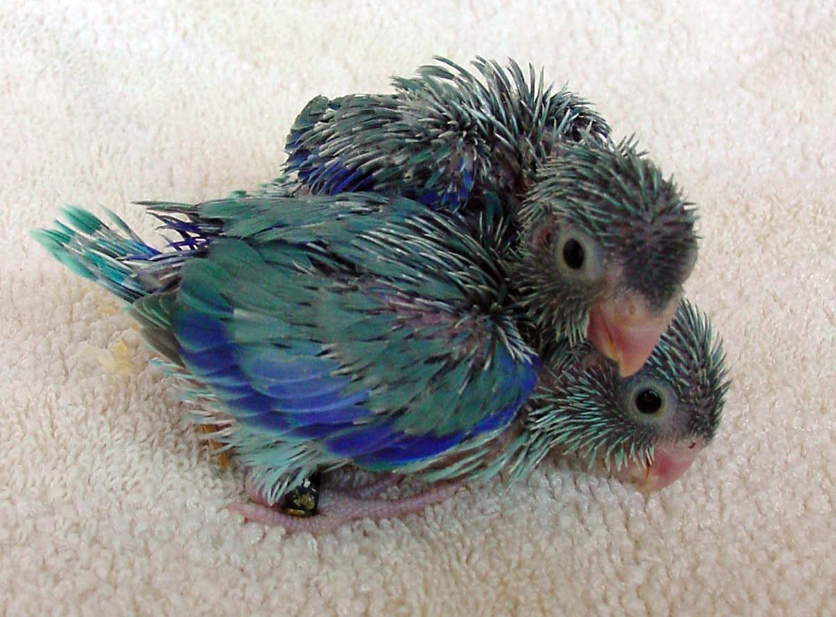 bl_pieds_male_parrotlets_mochi_ella_3half-weeks.jpg
