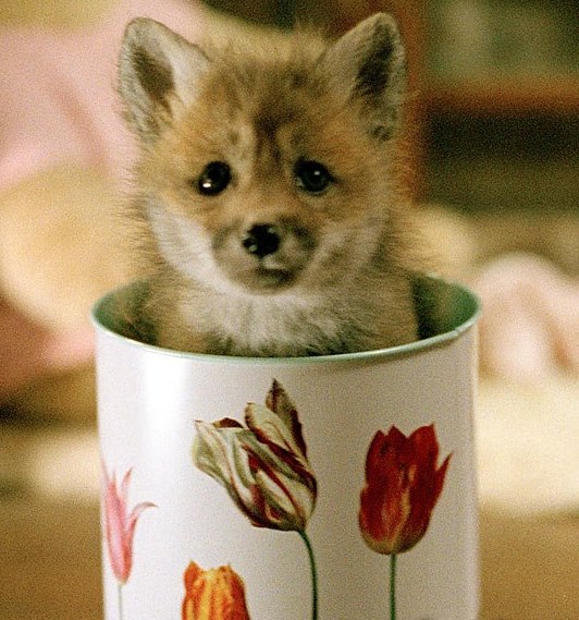 baby-fox-in-a-cup-funny-cute-things.jpg
