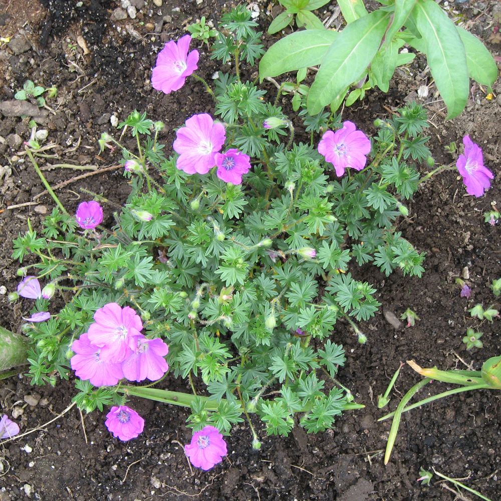 Our Lady's Garden Hardy Geranium sanguineum 'Max Frei'