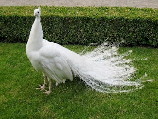 http://beautifulhdimages.blogspot.com/2014/01/beautiful-photos-of-white-peacock.html