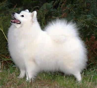 Japanese Spitz Female Dog Names Japanese Spitz Female Dog Names