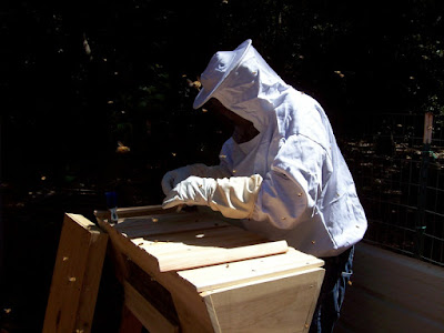 eight acres: getting started with beekeeping - with Making Our Sustainable Life