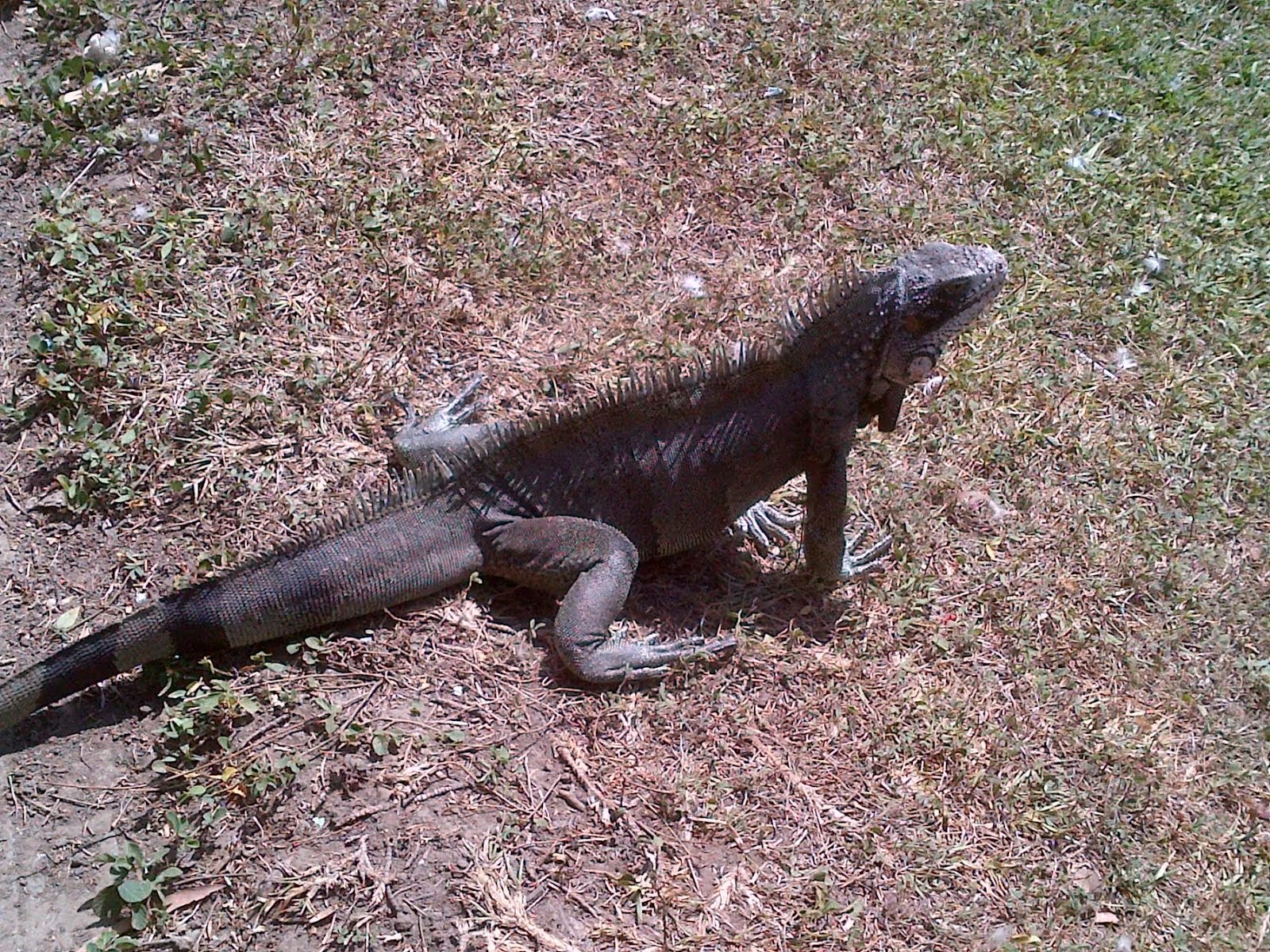 Iguana