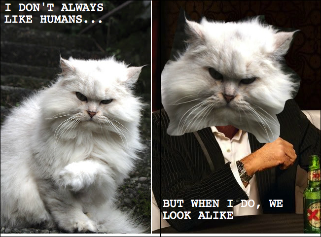 The Sword That Speaks Disapproving Cat Meets Most Interesting Man