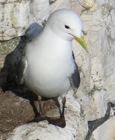 Kittiwake