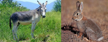 la naturaleza se copia a sí misma: los conejos y los burros (y las ratas y los caballos)