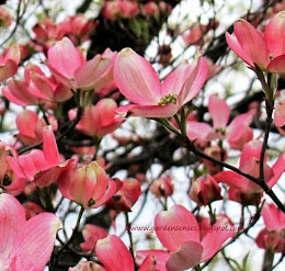 Garden Sense: Garden Design I - Getting Started with a Plan