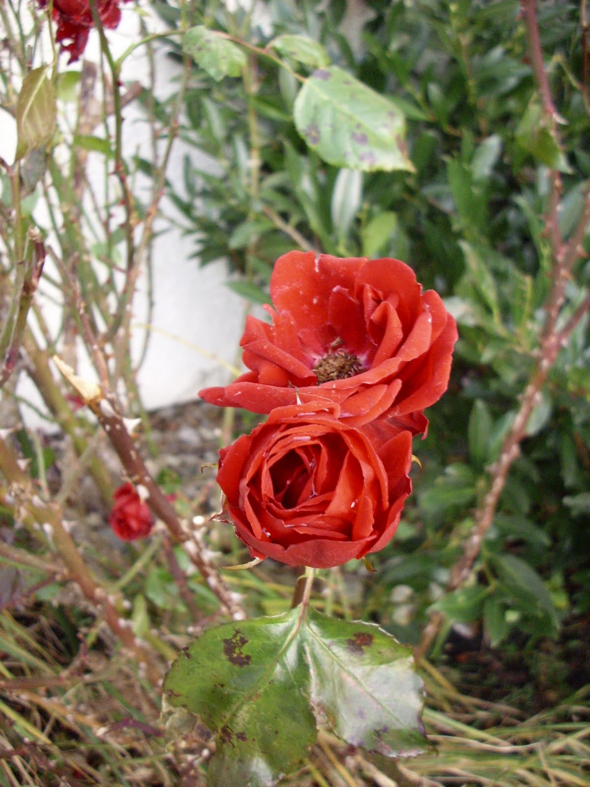 Martin In Broda Dezember 2011