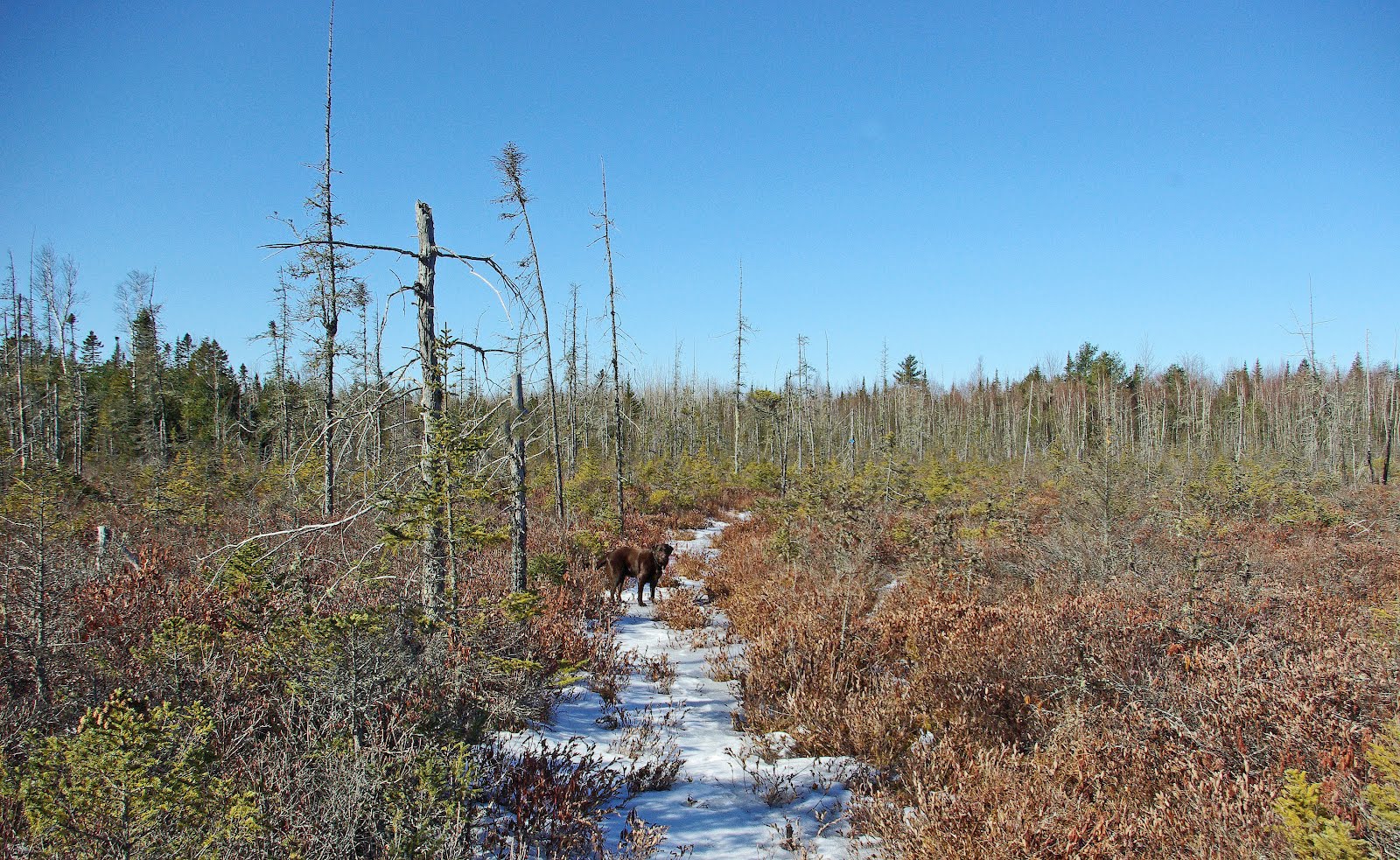 Hiking in Maine with Kelley 2/19/12 Caribou Bog