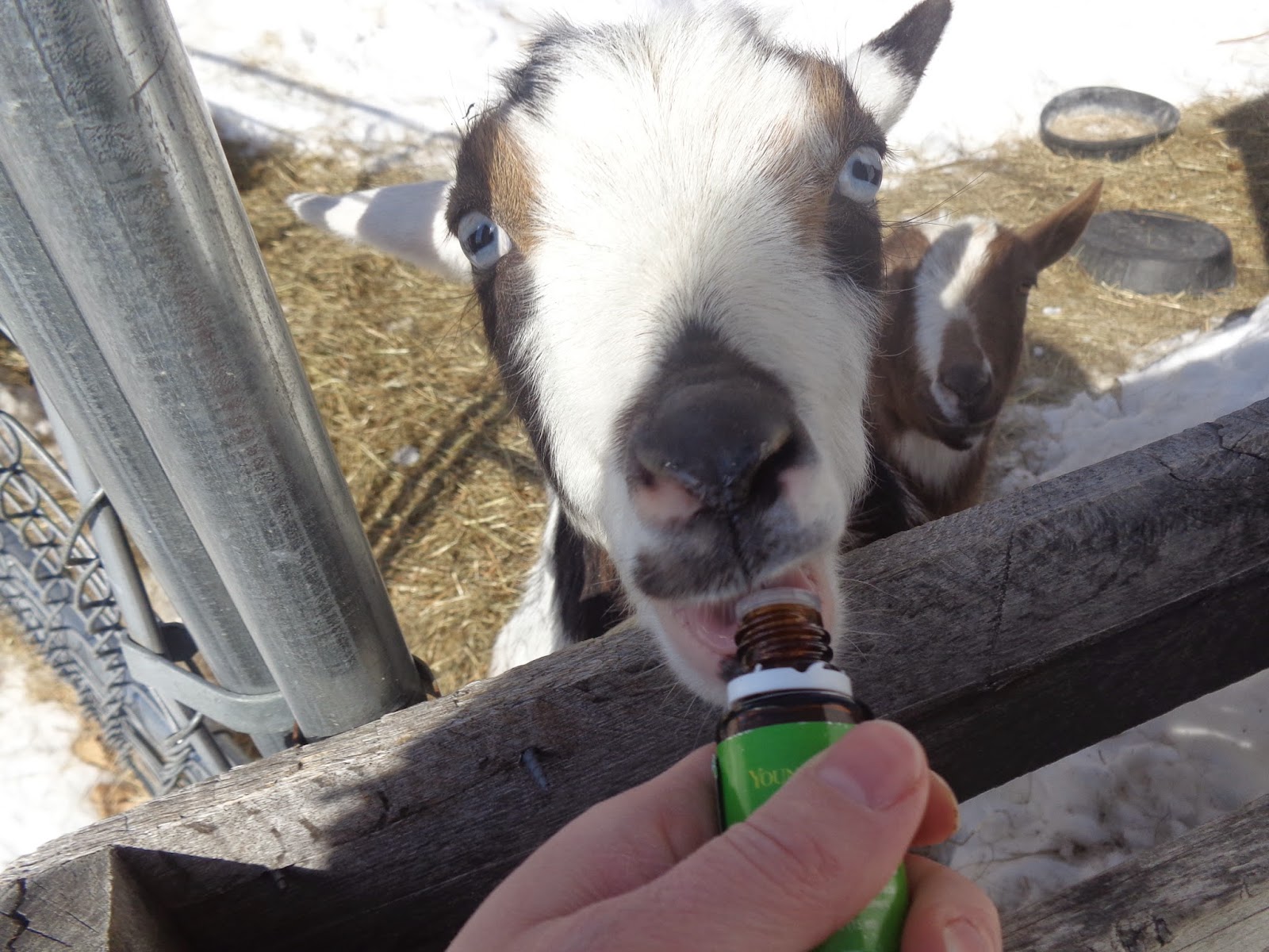 Homemade Lice Spray For Goats Homemade Ftempo