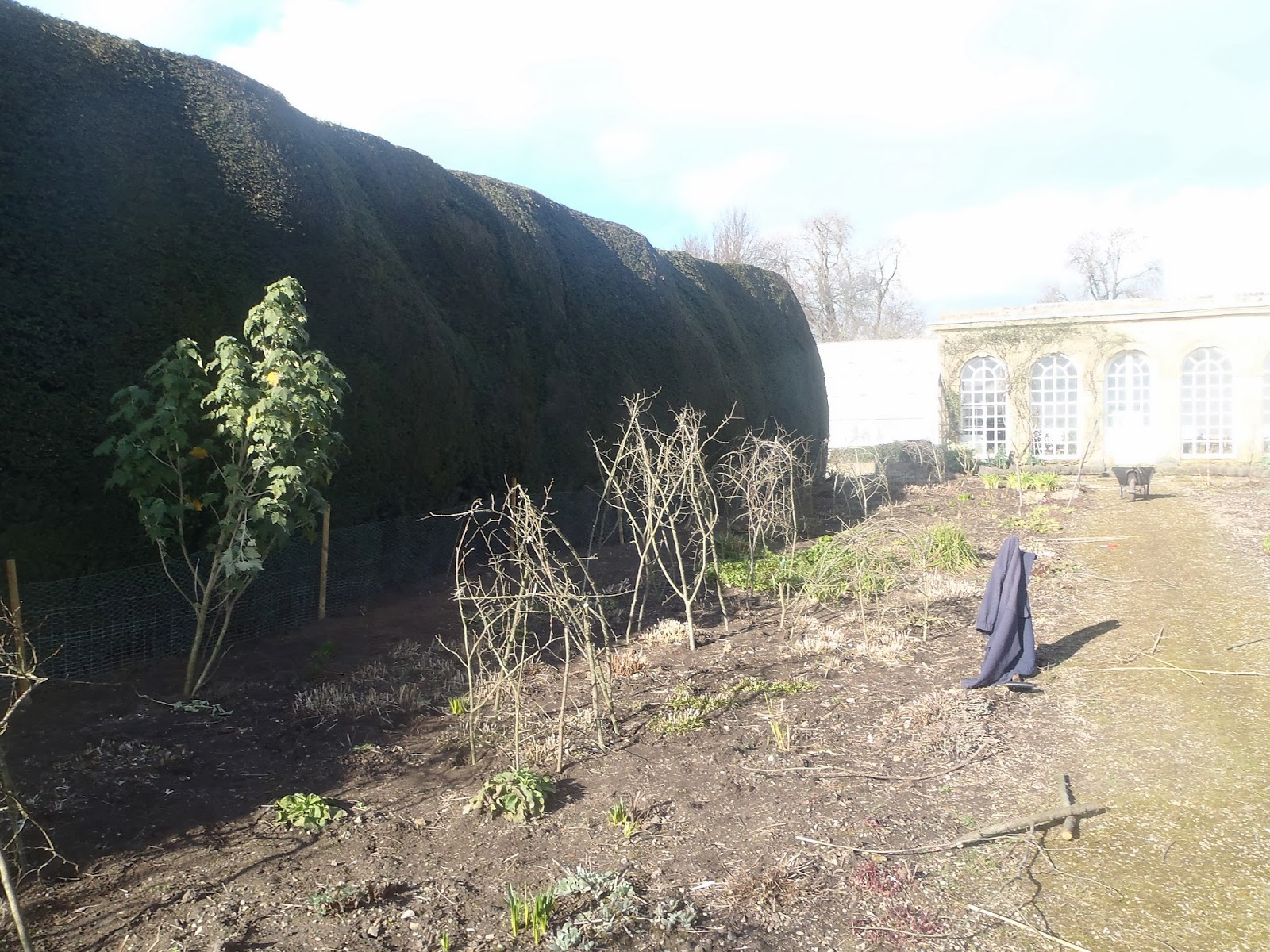 Ligustrum Sunshine Archives Ramblings From A Desert Garden