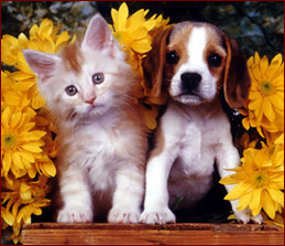 Latest Funny Pictures: Funny Dogs And Cats Together