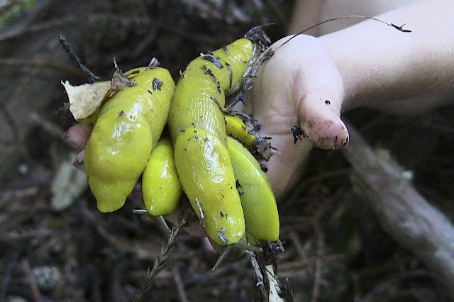 Banana Slugs