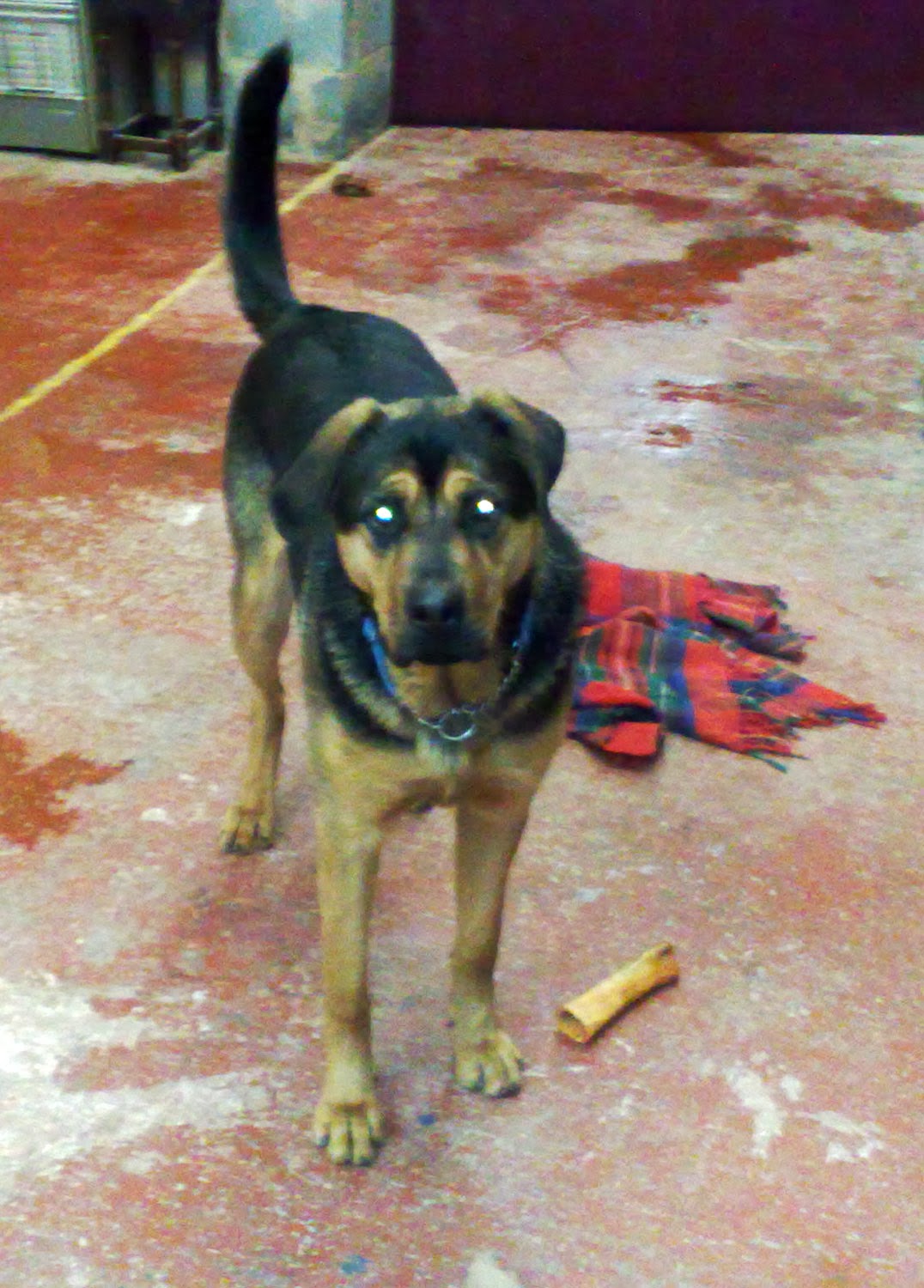 Are you gonna throw it, dad? Are you gonna throw it, dad?