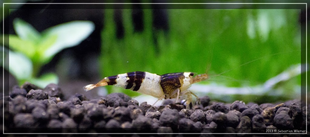 Kolke Und Gumpen Angelschein Lunima Flashcards