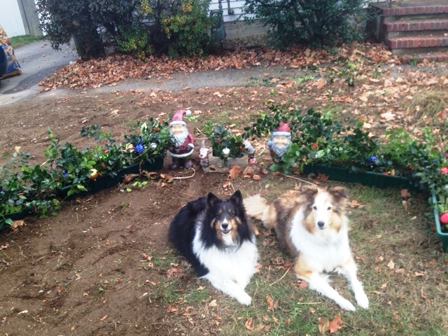 sheltie times monday mischief putting out the holly buckets sheltie christmas ornaments