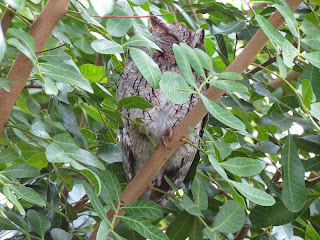 Male Eastern Screech Owl