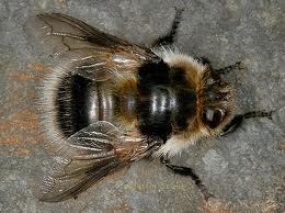 The fastest insects in the world The fastest insects in the world