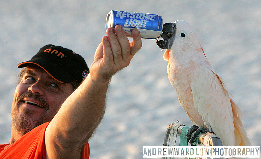 Andrew Wardlow Photography BeerDrinking Bird in Panama City Beach