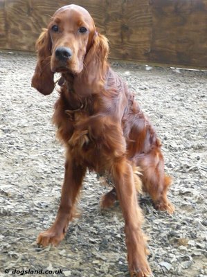 Irish Setter Puppies on Irish Setter Puppies Pictures Review