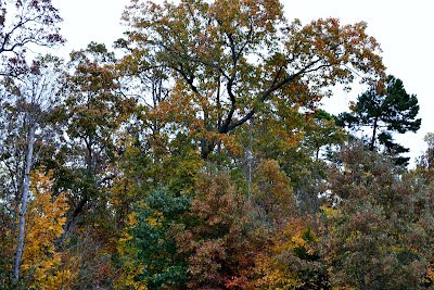 Fall, Backyard, Changing Seasons, Autumn, Leaves
