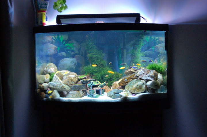 aquascape minimalis batu bottled aquascape aquascape memakai botol aquascape minimalis batu bottled aquascape aquascape memakai botol