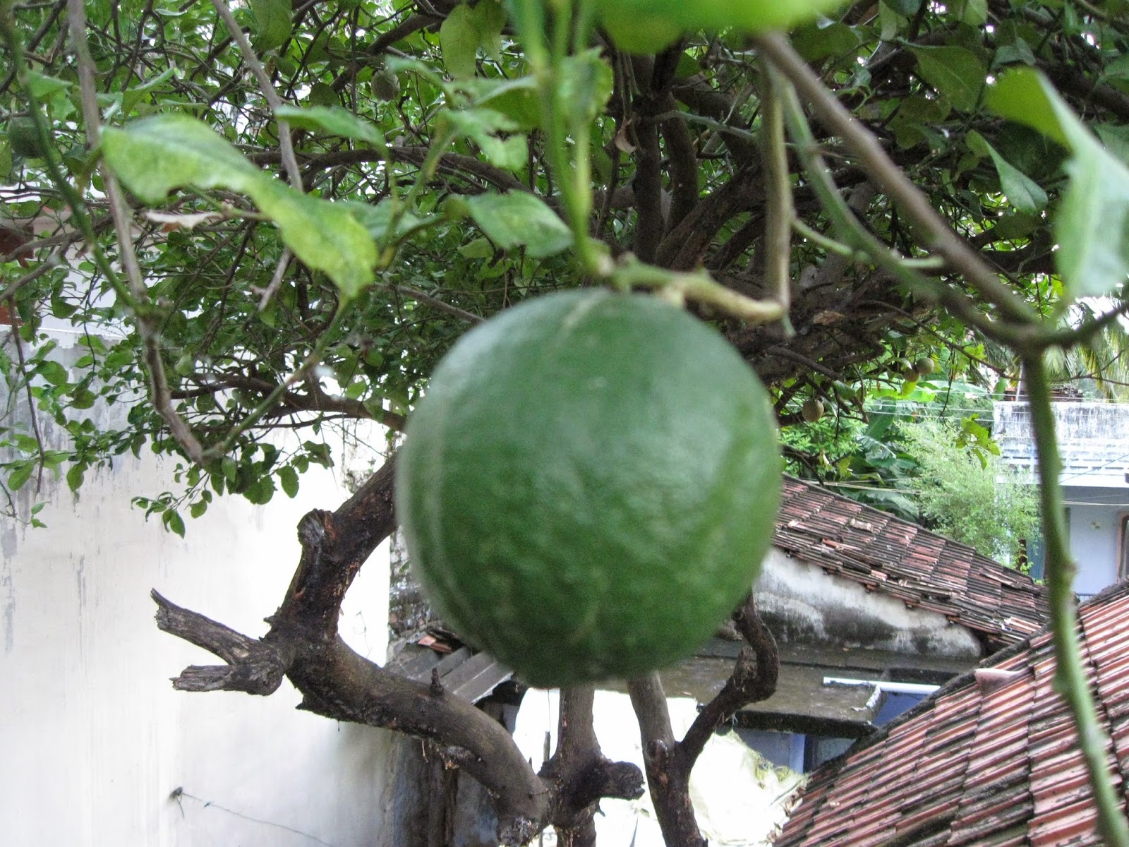 Image result for நாரங்காய்