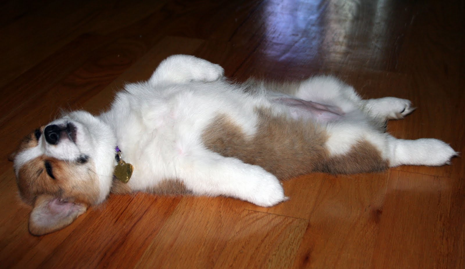 Why Do Dogs Sleep On Their Backs Why Do Dogs Sleep On Their Backs