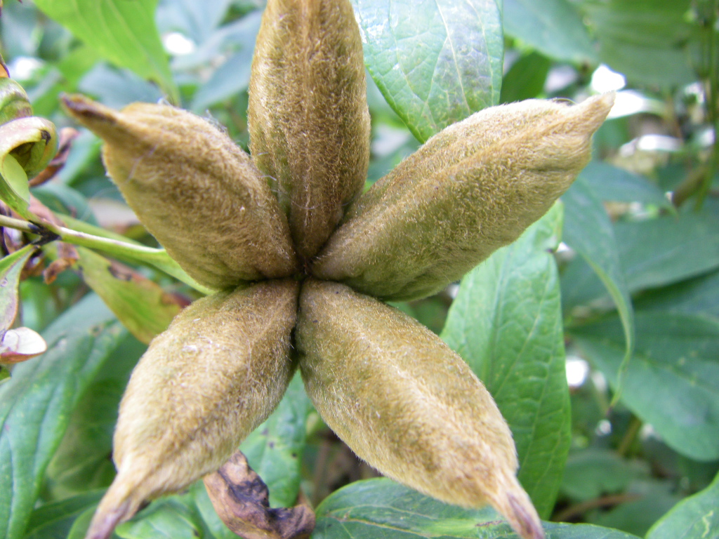the eclectic ark: A Dr Seuss Garden?