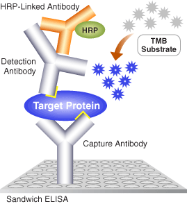 next biotechnology news ebio world elisa enzyme linked enzyme linked immunosorbent assay