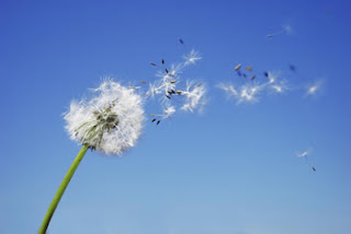 Slowing Down on a Fine Wind... Simplicty, Acceptace, and Surrender, Quote D.H Lawrence Slowing Down on a Fine Wind... Simplicty, Acceptace, and Surrender, Quote D.H Lawrence