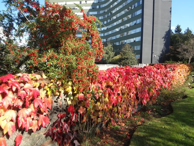 Sunny Vancouver fall day, orange, red foliage