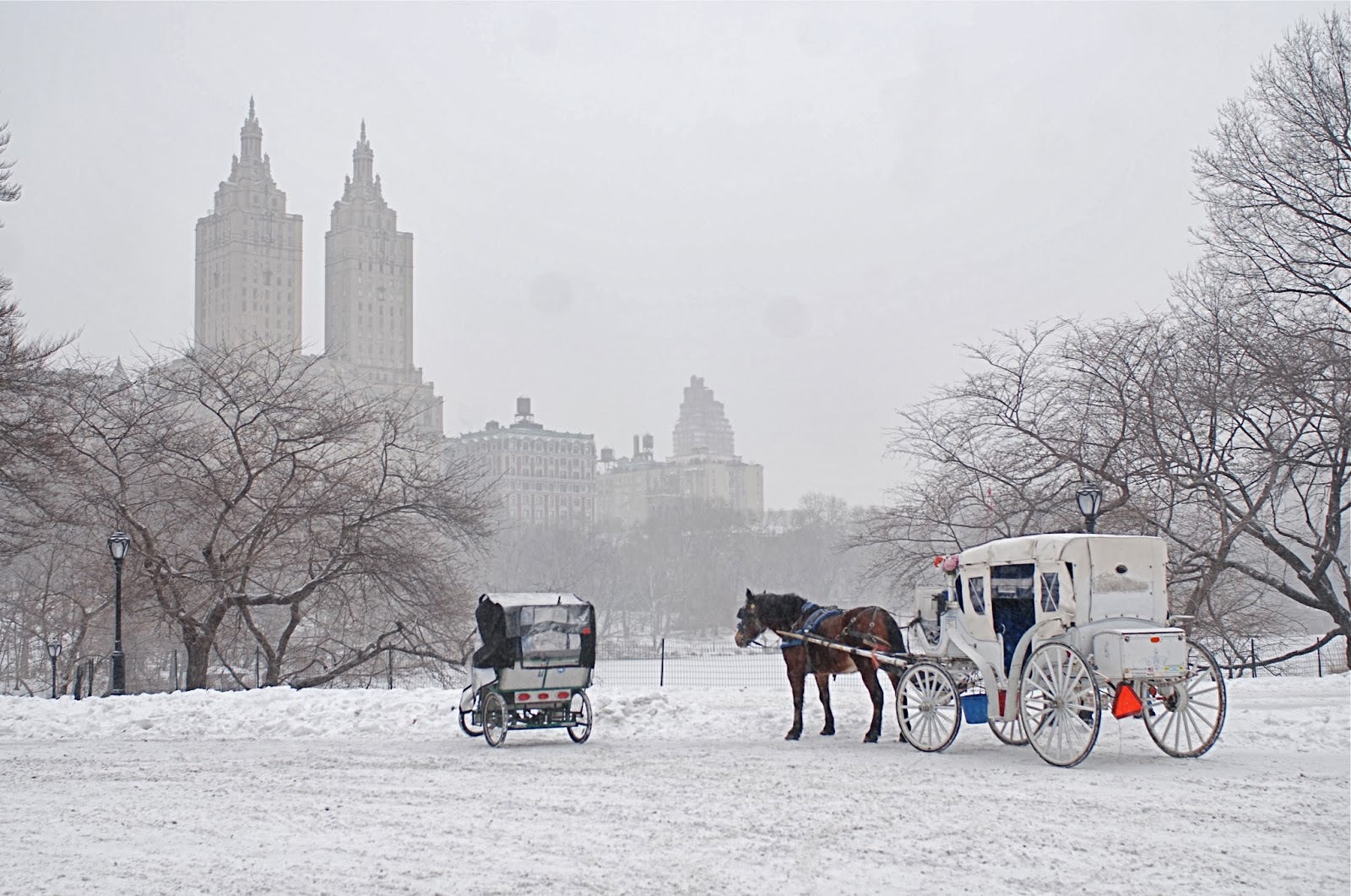 NYC ??? NYC Iconic HorseDrawn Carriage Rides in Central Park