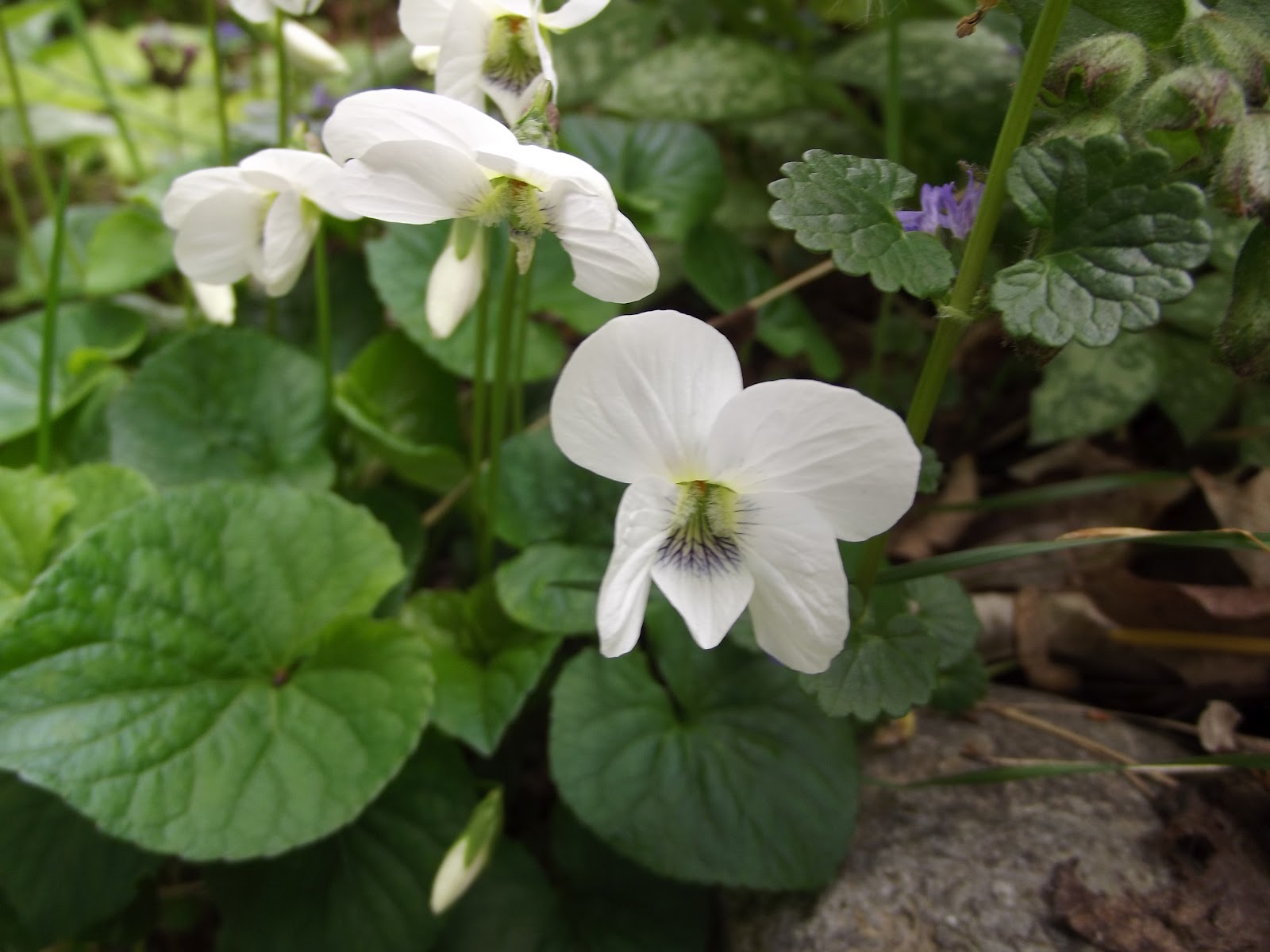 In The Garden Foamflower, White Violet