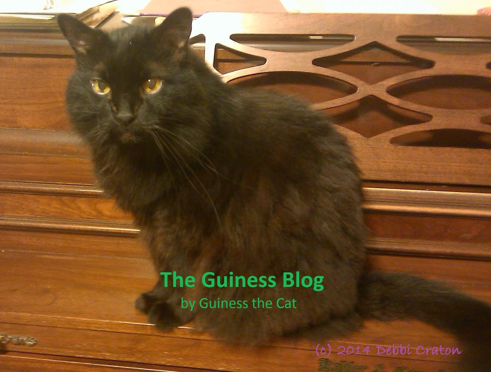 The Guiness Blog by Guiness the Cat