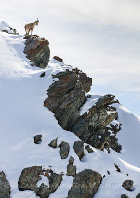  Gornergrat, 馬特洪峰, Matterhorn, 策馬特, Zermatt