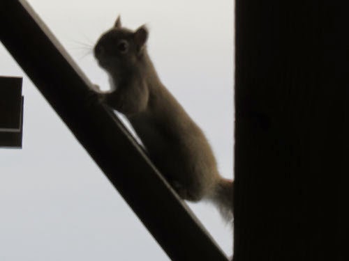 red squirrel