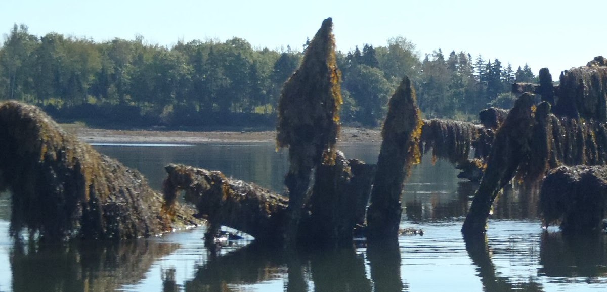 PenobscotPaddles Halloween Tour Remnants of Maritime Disasters