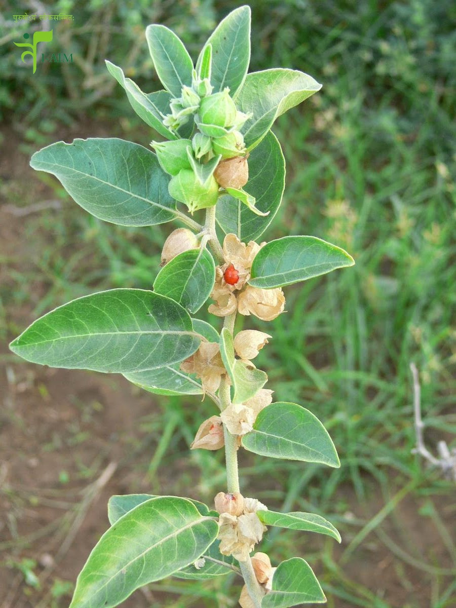 aleve and aspirin aspirin wikipedia bahasa melayu