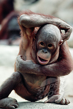 Funny Gorilla Images