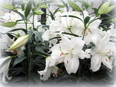 Lilies - A Longwood Gardens PhotoJournal, Part One on Homeschool Coffee Break @ kympossibleblog.blogspot.com