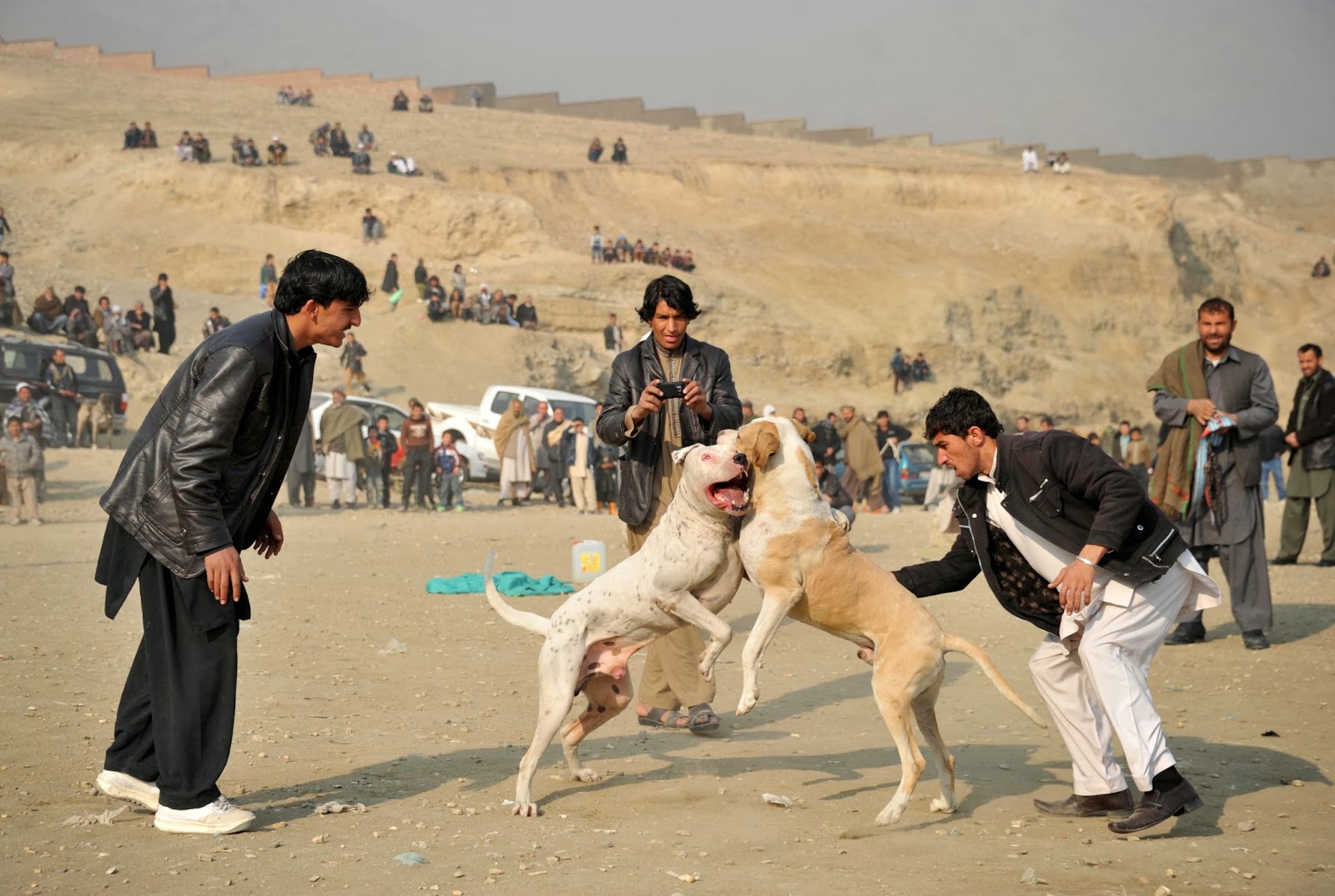 Dogfighting Making a Comeback in Afghanistan Images Archival Store