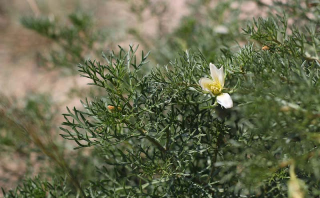 Peganum Harmala Flowers Pictures