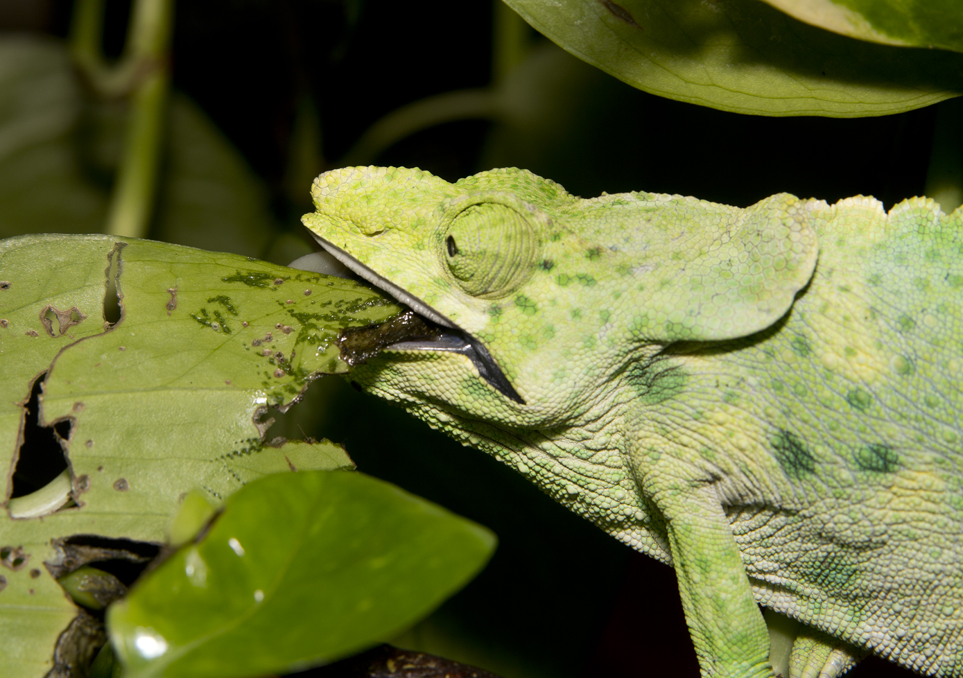 The Chameleon Farm Beginners Guide to Feeding Chameleons