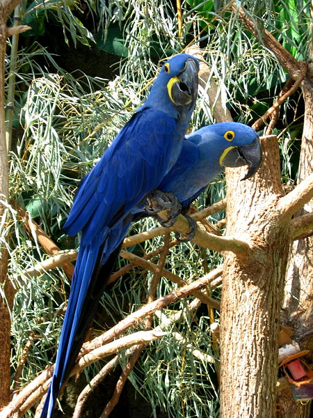 All Over The World Hyacinth Macaw Anodorhynchus Hyacinthinus