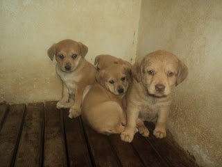 4 Cachorrinhas no Canil de Portimão - ADAP - RISCO D/ ABATE Canil+20110218+012