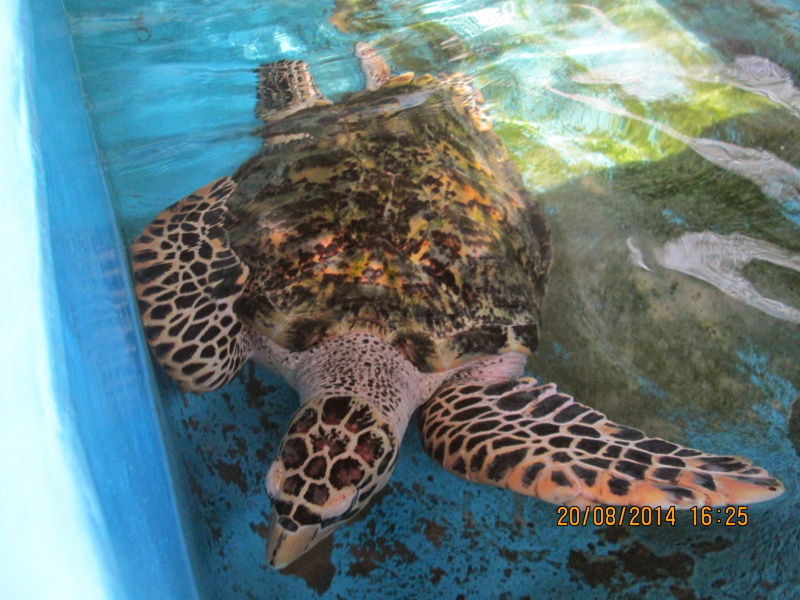 "BUDDY" the 10 year old "Hawkbill Turtle" .Mascot of the "Turtle Conservation project.