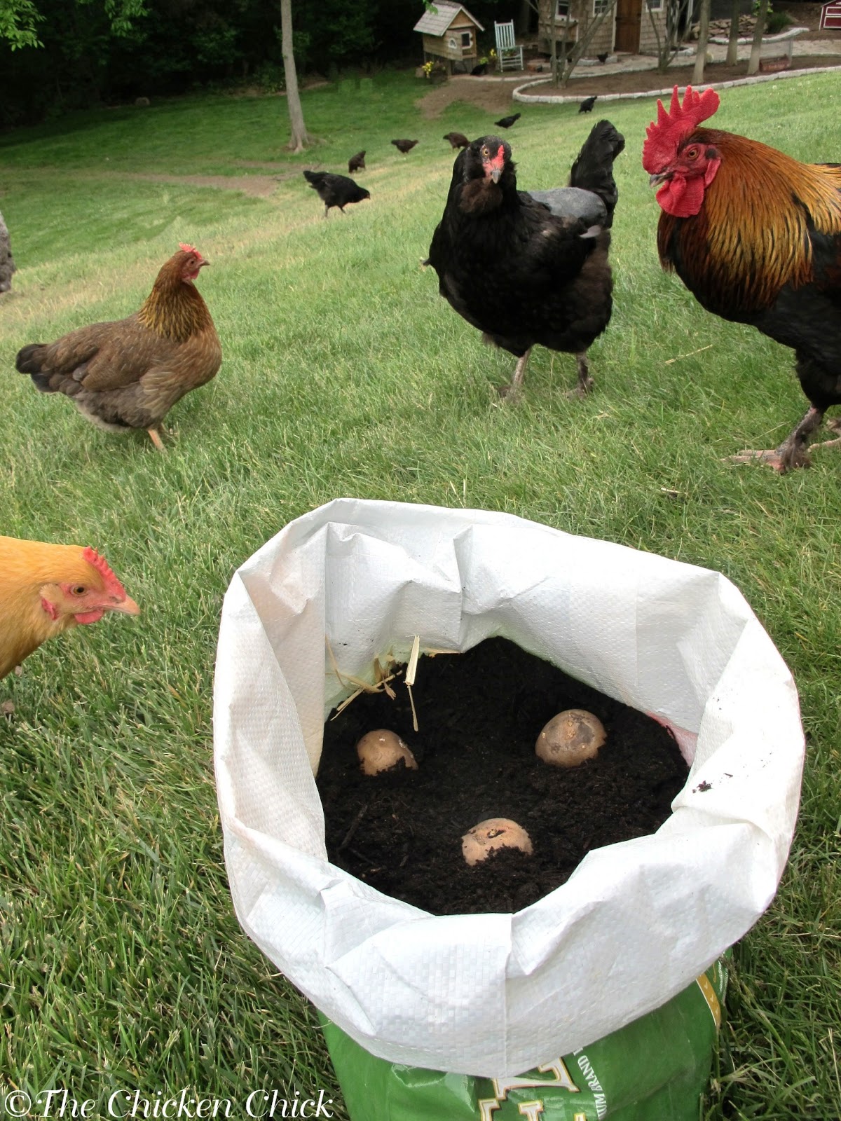 Repurposed Chicken Feed Bags The Chicken Chick®