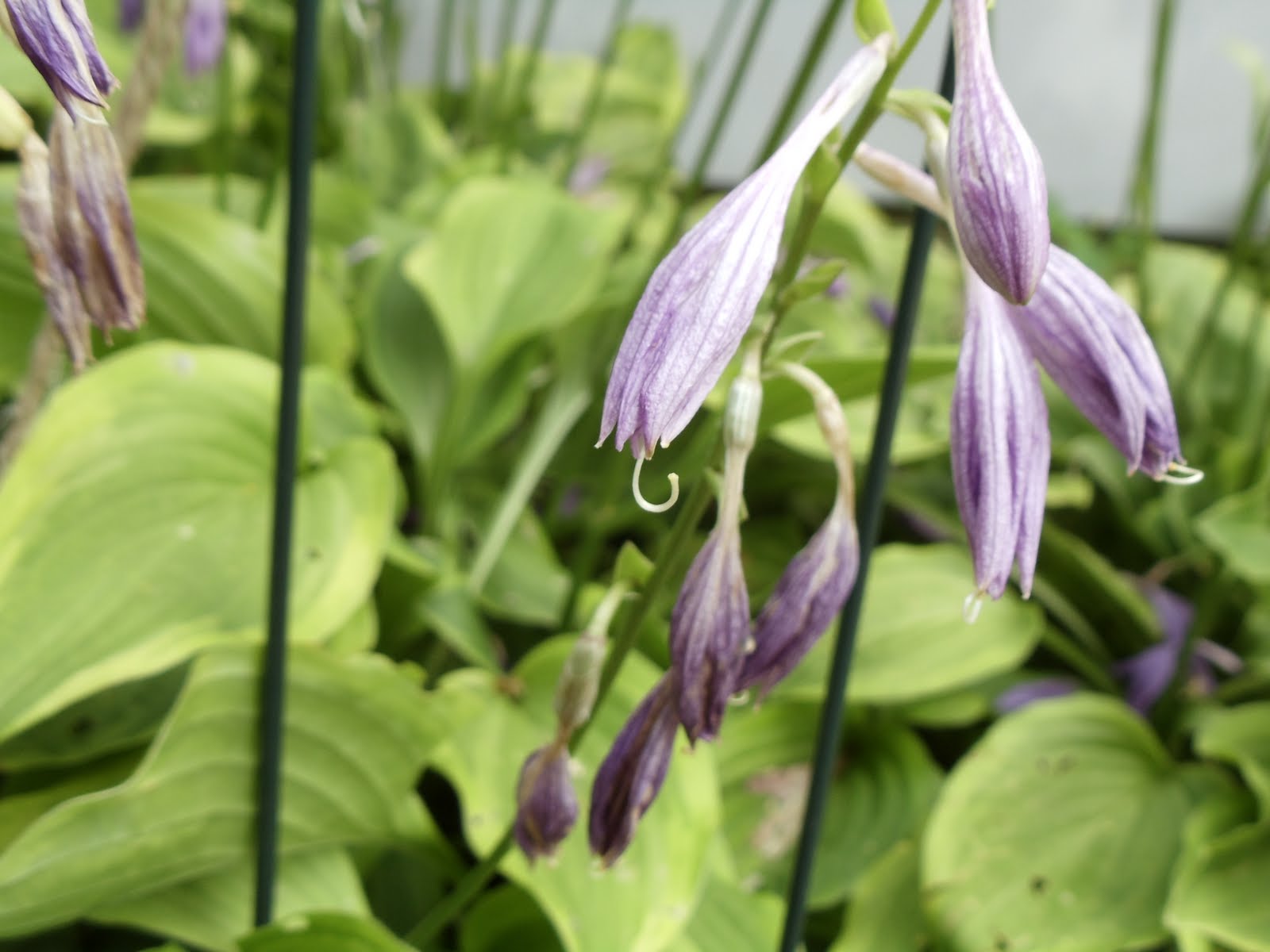 Biology collection 1 Koglmeier stigma and style