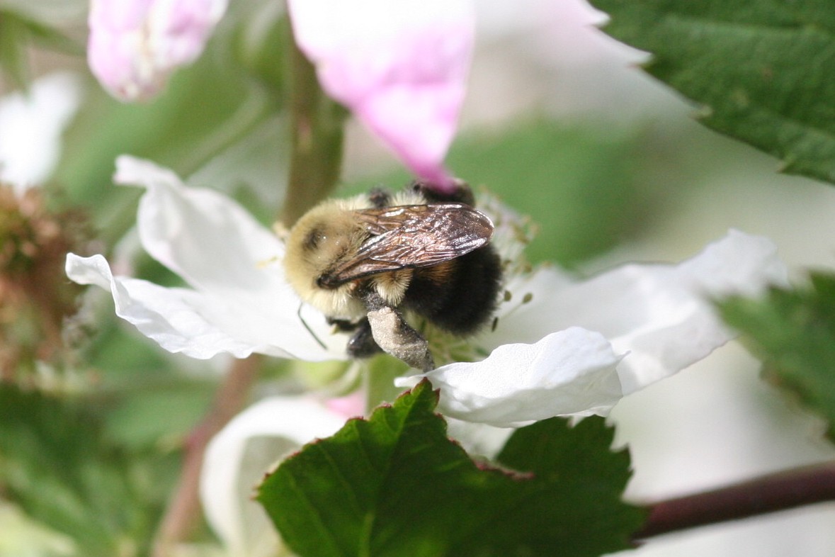 Appalachian Journal Blackberry blooms, birds and bees